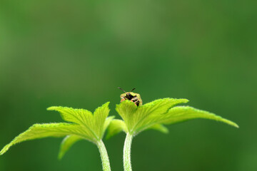 Hispidae family insect crawl on plants, North China