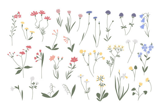Vector color hand drawn illustration with spring flowers set. Big collection of minimalist wildflowers. For logo design, tattoo, postcard