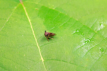 Leaf cicada on wild plants, North China