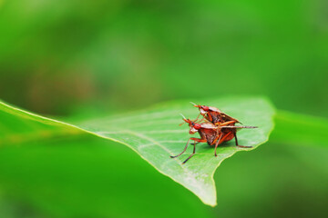 Flies on wild plants, North China