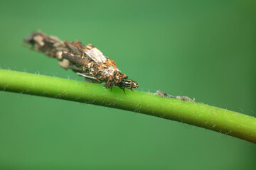 Lepidoptera larvae in the wild, North China