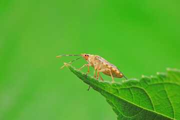 Hemiptera bugs in the wild, North China