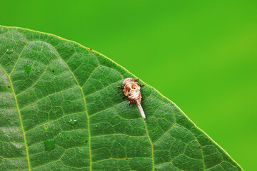 Hemiptera wax Cicadellidae insects on wild plants, North China