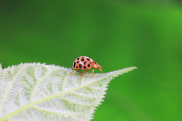 Obraz premium Ladybugs on wild plants, North China