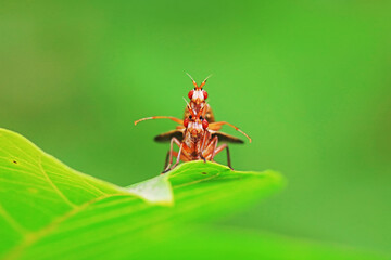 Flies on wild plants, North China