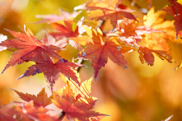 山奥の森に生える紅葉した楓