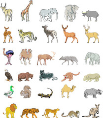 Collection of wild vector animals