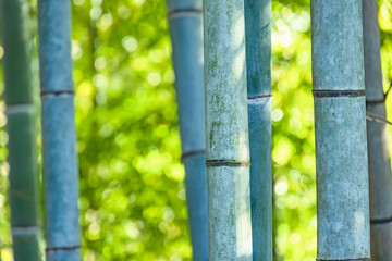 太陽の光が当たる瑞々しい竹林