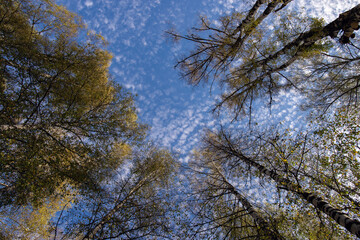 White fluffy clouds printed on the blue sky. A view through the tree top of white birch.