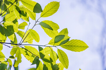 葉脈が綺麗な緑の葉