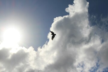 Bird flying in cloudy blue sky