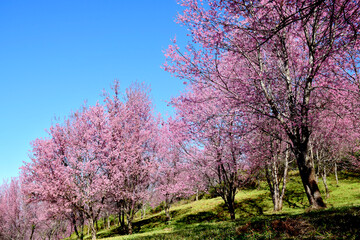 Fototapeta na wymiar Pink flowers or Thai sakura