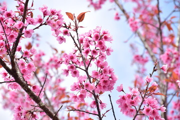 Pink flowers or Thai sakura