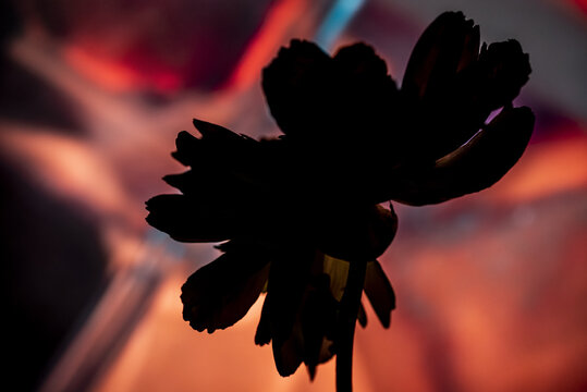 black flower with colourful background