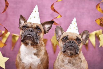 Pair of French Bulldog dogs wearing New Year's Eve party celebration hats in front of pink...