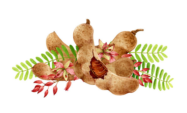 Tamarind fruit pile watercolor illustration. Hand drawn realistic tamarindus indica fruit and green leaf element. Tamarind sweet natural organic plant on white background
