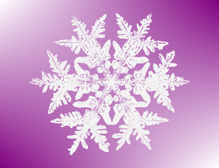 white snowflake on a violet background