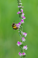 ネジバナとミツバチ