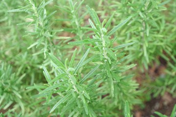 写真素材: ローズマリー