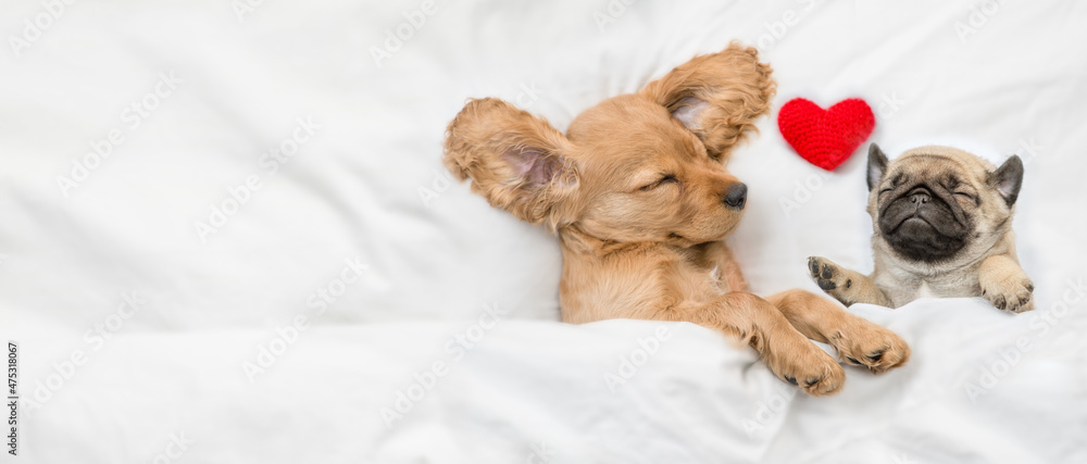 Poster cozy english cocker spaniel puppy and pug puppy sleep together with red hert on a bed at home. top d