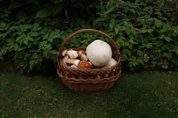 Fichtensteinpilz / Steinpilz / Steinpilze im Rotbuchenwald / Riesenbovist / Giant puffball 