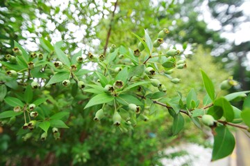 写真素材: ギンバイカ