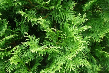 写真素材: ニオイヒバ　ヨーロッパゴールド