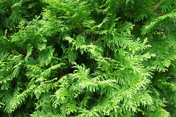 写真素材: ニオイヒバ　ヨーロッパゴールド