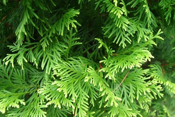 写真素材: ニオイヒバ　ヨーロッパゴールド