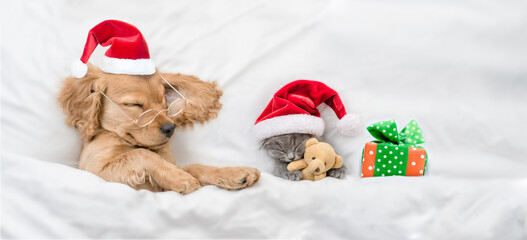 Cute English Cocker spaniel puppy and tiny kitten wearing santa hats sleep together with gift box under white warm blanket on a bed at home. Top down view. Kitten hugs favorite toy bear