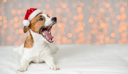 Funny Yawning Jack russell terrier puppy wearing  santa hat lies on festive background. Empty space for text