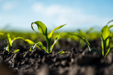 Growing young green corn seedling sprouts in cultivated agricultural farm field.