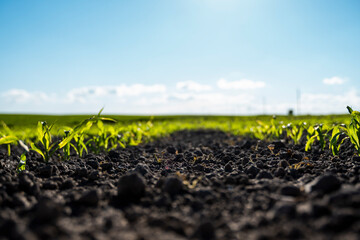 Agricultural scene with corn's sprouts in soil. Growing young green corn seedling sprouts in...