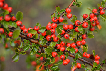 Branch of cotoneaster plant close up 