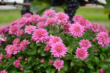 Fototapeta premium various types of blooming purple chrysanthemums growing in the garden