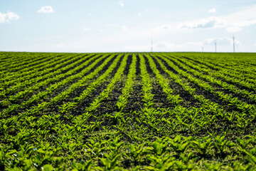 Sugar beet cultivation. Young shoots of sugar beet, illuminated by the sun. Agriculture, organic.