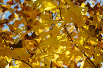 Branches of Tulip Poplar tree in golden yellow color