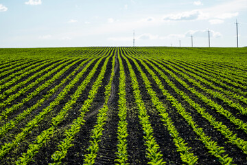 Sugar beet cultivation. Tidy rows of sugar beets in perspective growing on agricultural field in...