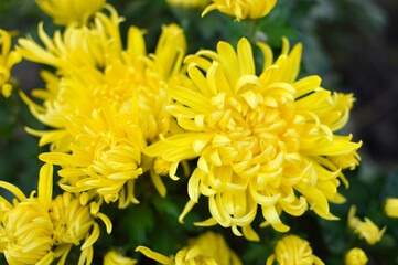 various types of blooming yellow chrysanthemums growing in the garden