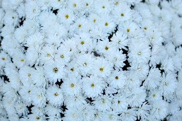 White blooming chrysanthemums close u