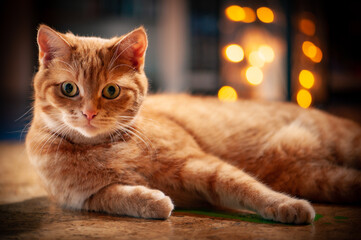 Orangefarbene Katze liegt lässig auf Boden vor Laterne und schaut in Kamera