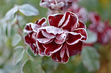 Red rose covered with rime