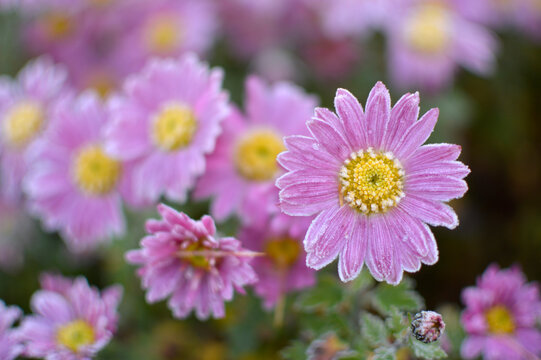 Pink chrysanthemums in blossom close up