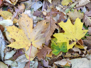autumn leaves on the ground in the forest