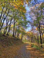 Obraz premium Fruska Gora forest in colorful autumn colors