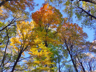 Fototapeta premium Colorful tree crowns in autumn with blue sky in the background