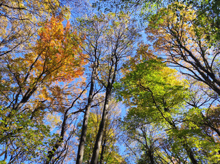 Colorful tree crowns in autumn with blue sky in the background