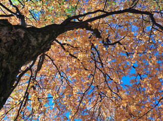 Colorful tree crowns in autumn with blue sky in the background
