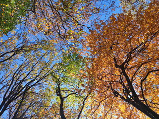 Colorful tree crowns in autumn with blue sky in the background