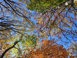 Colorful tree crowns in autumn with blue sky in the background